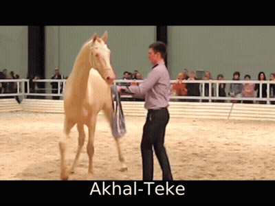 Man Standing Next To Akhal-Teke Horse GIF