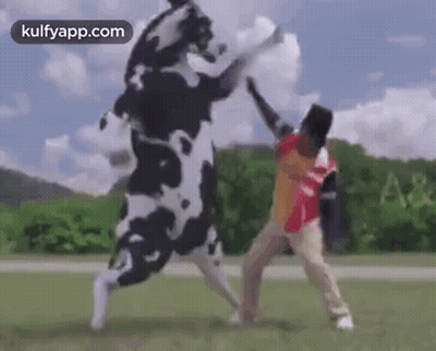 Man Standing Next To Cow In Field GIF