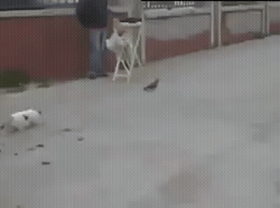Man Standing Next To Dog And Bird GIF
