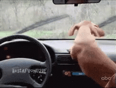 Man Standing Next To Elephant Saying Ouch GIF