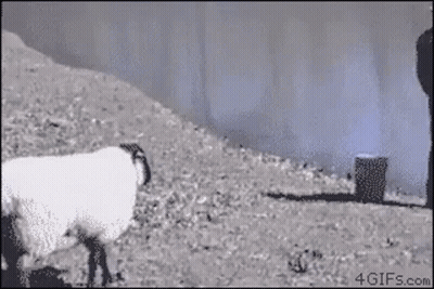 Man Standing Next To Sheep With Flame Bucket GIF