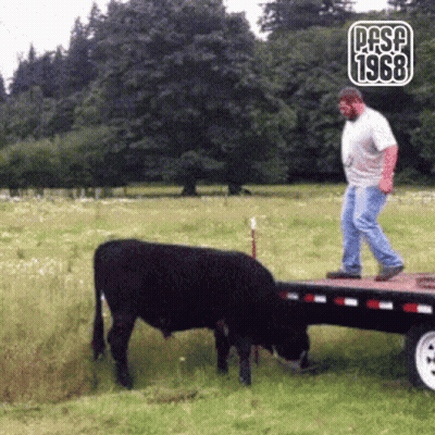 Man Standing On Trailer With Cow 1968 GIF