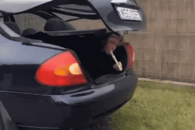 Man Sticking Head Out Of Car Back GIF