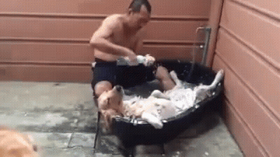 Man Taking Bath With Dog In Tub GIF