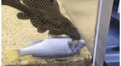 Man Taking Bath With Dog GIF
