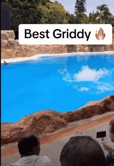 Man Taking Picture Of Shark In Pool Best Griddy GIF