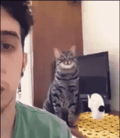 Man Taking Selfie With Cat GIF