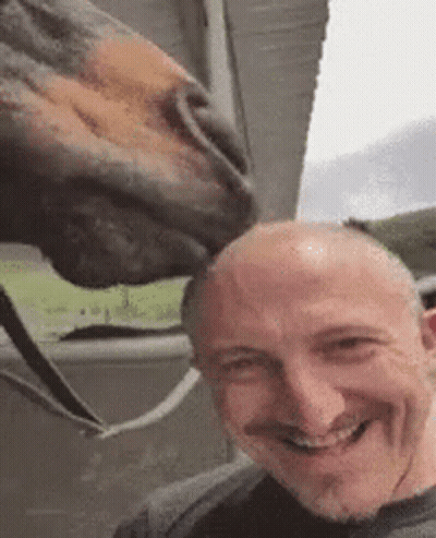 Man Taking Selfie With Horse Licking His Head GIF
