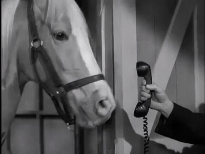 Man Talking On Phone With Horse GIF