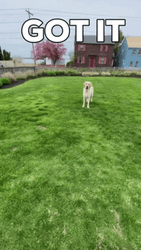 Man Throwing Frisbee On Dog Got It GIF