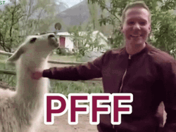 Man Tickling Llama GIF