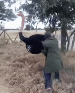 Man Tried Ostrich Riding GIF