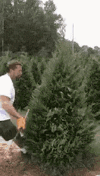 Man Trimming Christmas Tree Using Samurai Sword