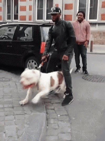 Man Walking Dog In NYC Hat GIF