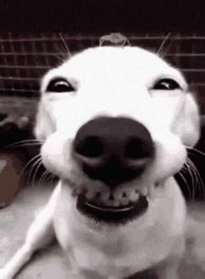 Man Walking Dog In NYC Hat GIF
