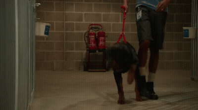 Man Walking Dog On Leash In Brick Building GIF