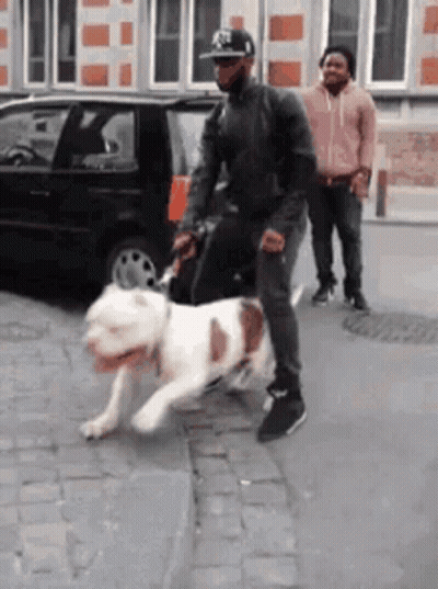 Man Walking Dog On Leash GIF