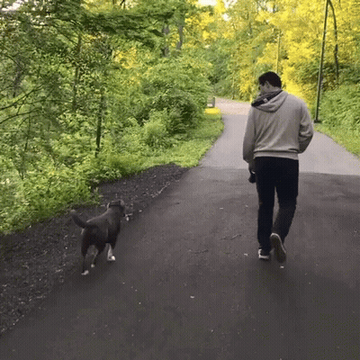 Man Walking Dog On Path In Woods GIF