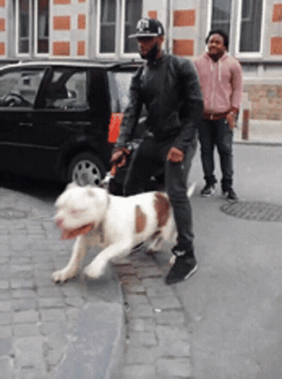 Man Walking Dog With Black Car GIF