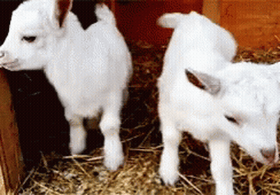 Man Walking Three Goats In Grass GIF