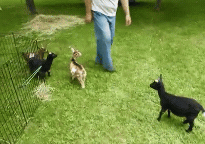 Man Walking Three Goats GIF