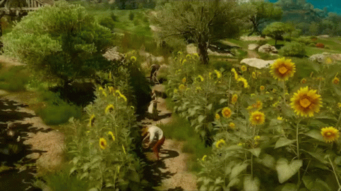 Man Walking Through Sunflower Field GIF