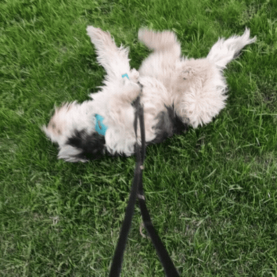 Man Walking Two Dogs Past Woman On Bench GIF