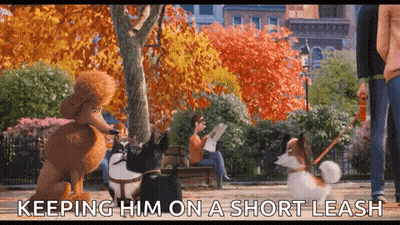 Man Walking Two Dogs Past Woman On Bench GIF
