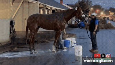 Man Washing Horse With Hose GIF