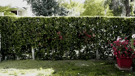 Man Wearing Bunny Costume Hopping GIF
