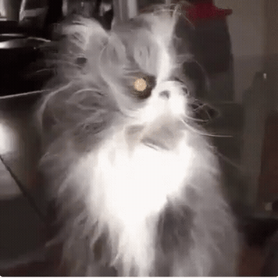 Man Wearing Tiara And Flowers God Bless You GIF