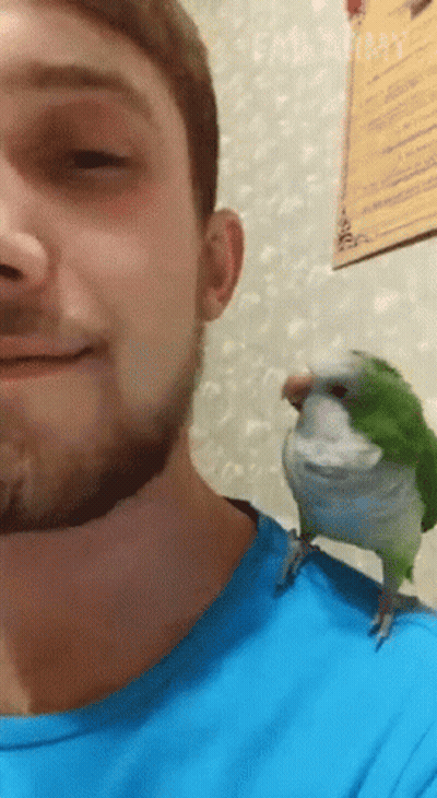 Man With Beard And Green Parrot On Shoulder GIF