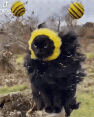 Man With Beard Eating Eggs GIF