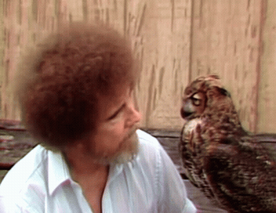 Man With Beard Looking At Owl GIF