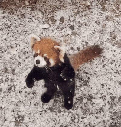 Man With Beard Saying I Don't Trust You GIF