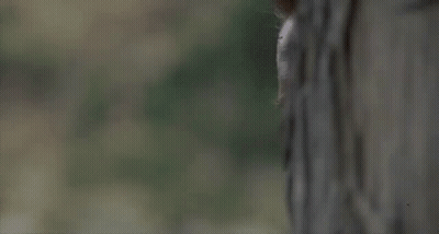 Man With Camouflage Face Paint Peeking From Behind Tree GIF