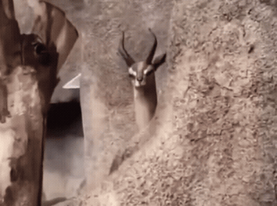 Man With Camouflage Paint Peeking From Behind Tree Trunk GIF