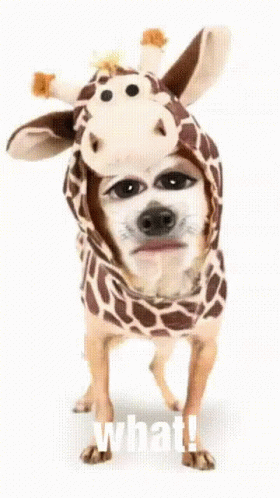 Man With Curly Hair And Mustache Funny Face GIF