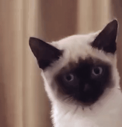 Man With Long Hair And Beard Holding Glass Saying Huh GIF