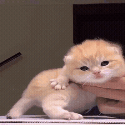 Man With Mustache In Blue Jacket And White Shirt GIF