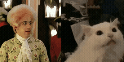 Man With Pink Wig And White Cat With Black Eyes GIF