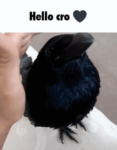 Man With Stuffed Face On Head GIF