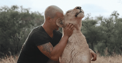 Man With Tattoo Kissing Lioness GIF