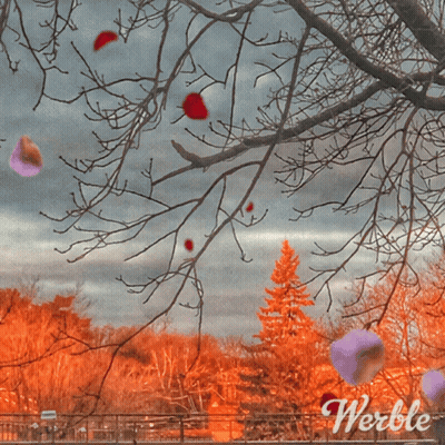Man With Witch Shirt And Pumpkins GIF