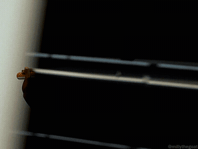 Man Without Shirt Holding Red Object #MillyTheGoat GIF