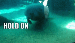 Manatee Bumping Hold On GIF