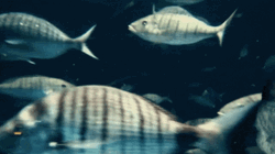 Manatee Chasing Fishes GIF