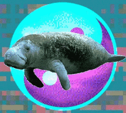 Manatee Hands Flapping GIF