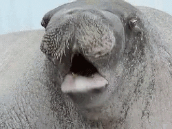 Manatee GIF