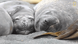 Manatees Sleeping Together GIF